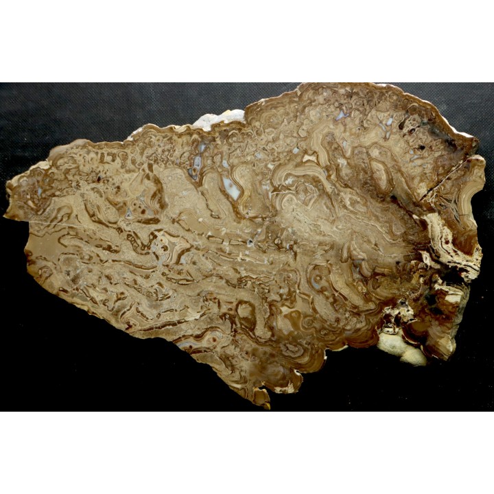 Chlorellopsis sp. - algae agate (Eukaroyte) avec des ostracodes - Eocène - Wyoming - USA