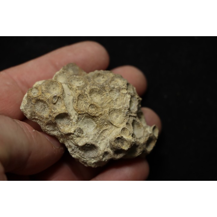 hexagomania davidsoni - Frasnien - Ferques - 62 - FRANCE