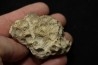 hexagomania davidsoni - Frasnien - Ferques - 62 - FRANCE