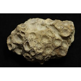 hexagomania davidsoni - Frasnien - Ferques - 62 - FRANCE