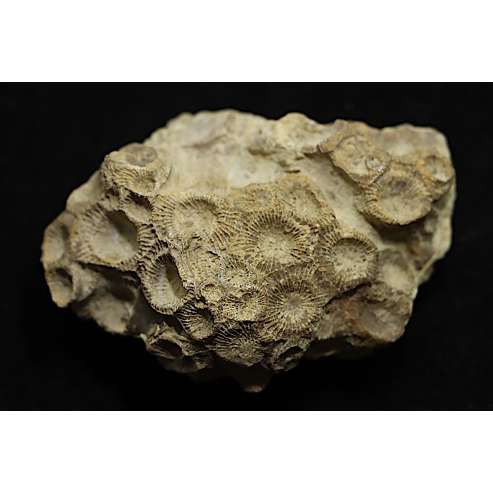 hexagomania davidsoni /-Frasnian - Ferques - 62 - FRANCE