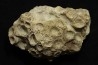 hexagomania davidsoni - Frasnien - Ferques - 62 - FRANCE