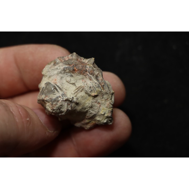 hexagomania davidsoni /-Frasnian - Ferques - 62 - FRANCE