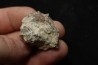 hexagomania davidsoni - Frasnien - Ferques - 62 - FRANCE
