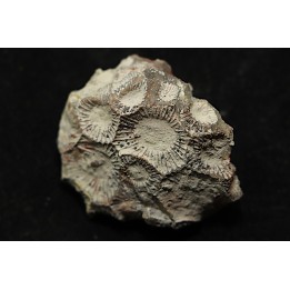 hexagomania davidsoni - Frasnien - Ferques - 62 - FRANCE