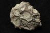 hexagomania davidsoni /-Frasnian - Ferques - 62 - FRANCE