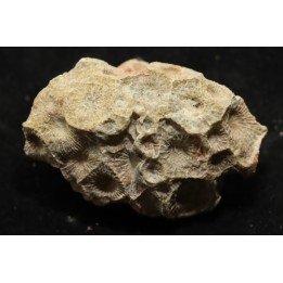 hexagomania davidsoni /-Frasnian - Ferques - 62 - FRANCE