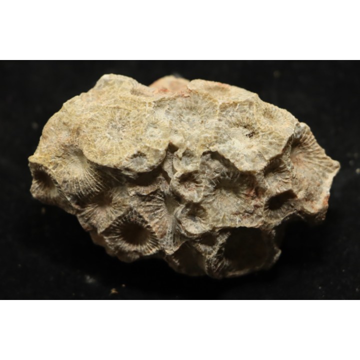 hexagomania davidsoni /-Frasnian - Ferques - 62 - FRANCE