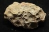 hexagomania davidsoni - Frasnien - Ferques - 62 - FRANCE