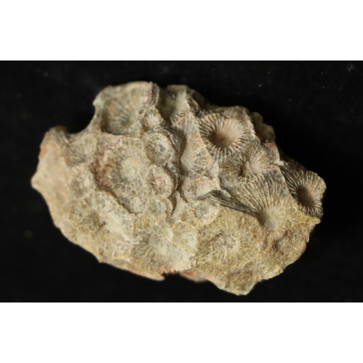hexagomania davidsoni /-Frasnian - Ferques - 62 - FRANCE