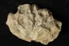 hexagomania davidsoni - Frasnien - Ferques - 62 - FRANCE