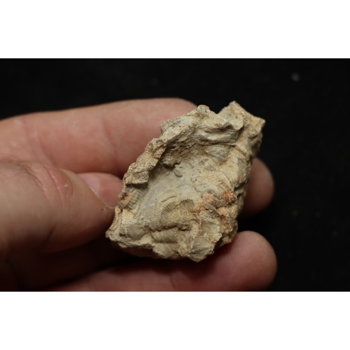 hexagomania davidsoni - Frasnien - Ferques - 62 - FRANCE