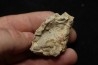 hexagomania davidsoni - Frasnien - Ferques - 62 - FRANCE