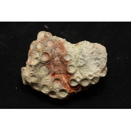 hexagomania davidsoni /-Frasnian - Ferques - 62 - FRANCE
