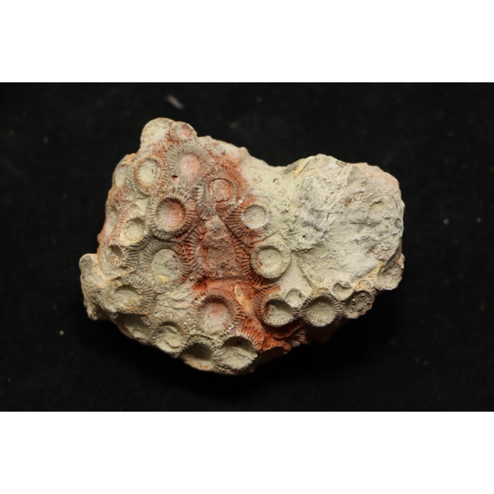 hexagomania davidsoni - Frasnien - Ferques - 62 - FRANCE