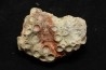 hexagomania davidsoni /-Frasnian - Ferques - 62 - FRANCE