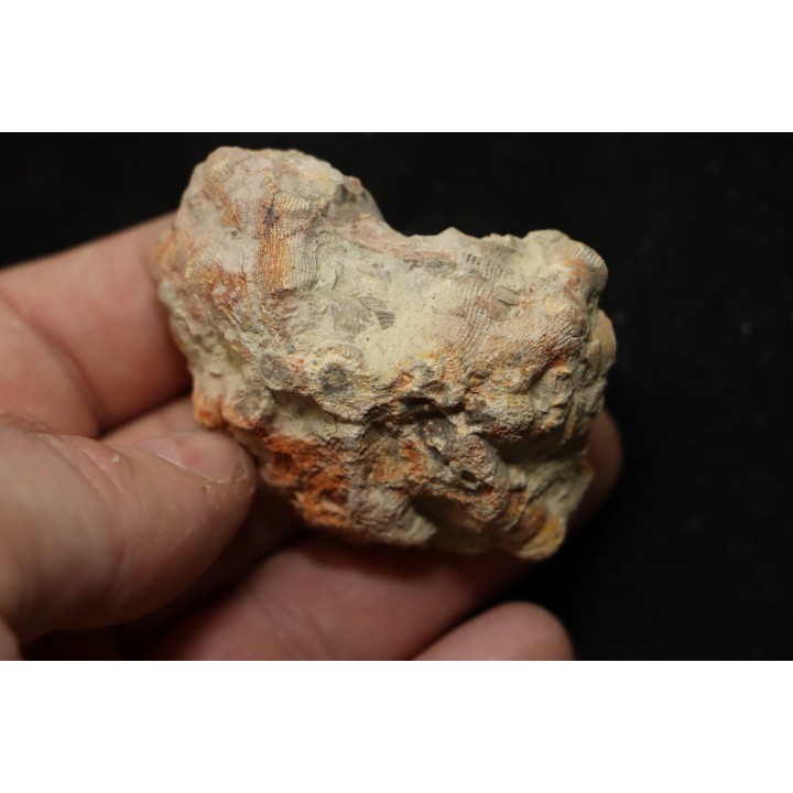 hexagomania davidsoni /-Frasnian - Ferques - 62 - FRANCE