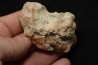 hexagomania davidsoni - Frasnien - Ferques - 62 - FRANCE