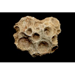 hexagomania davidsoni - Frasnien - Ferques - 62 - FRANCE