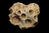 hexagomania davidsoni /-Frasnian - Ferques - 62 - FRANCE
