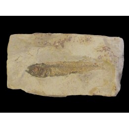 fossil fish ATHERINA SUKHOVI