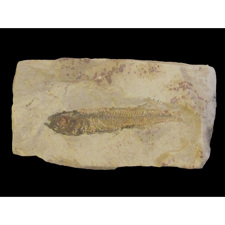 poisson fossile ATHERINA SUKHOVI