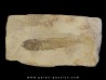 fossil fish ATHERINA SUKHOVI
