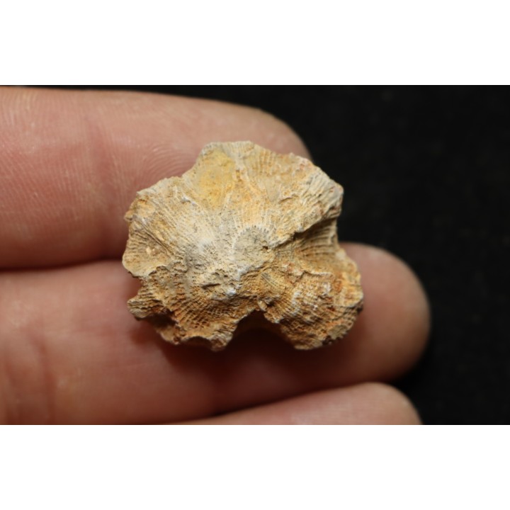hexagomania davidsoni - Frasnien - Ferques - 62 - FRANCE