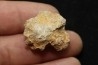 hexagomania davidsoni - Frasnien - Ferques - 62 - FRANCE