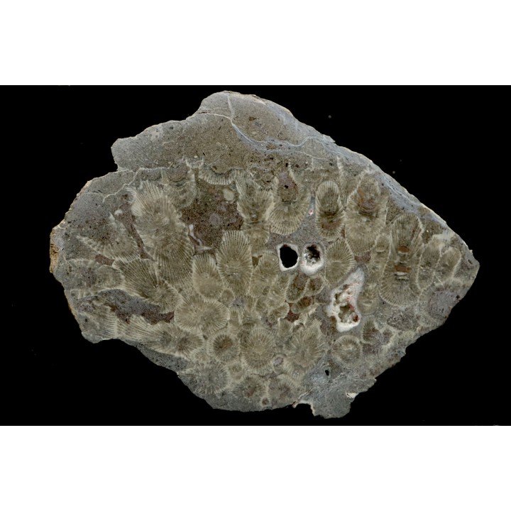 cyathophyllum briceae - Givetien - Ferques - 62 - FRANCE