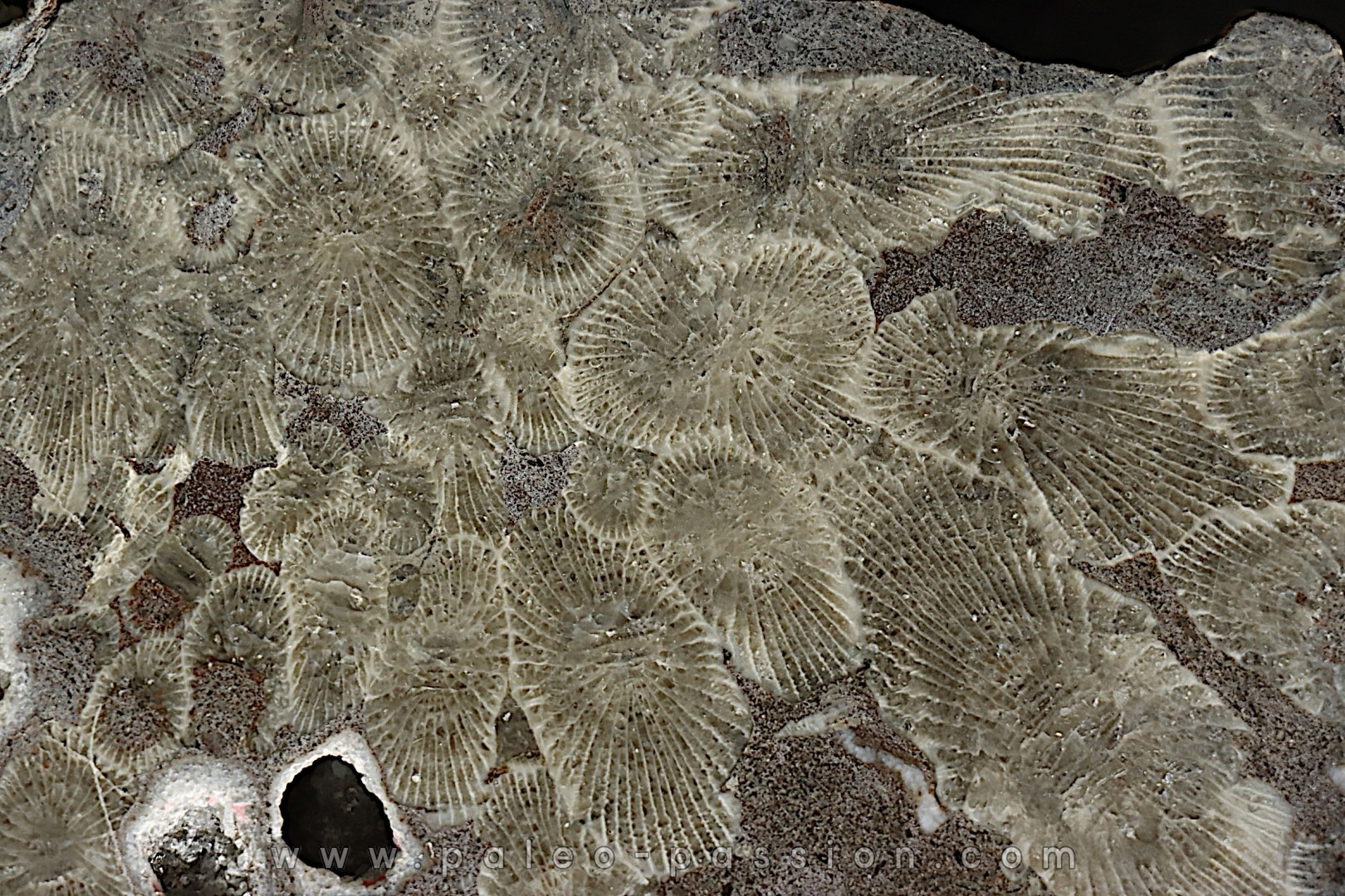 cyathophyllum briceae - Givetien - Ferques - 62 - FRANCE
