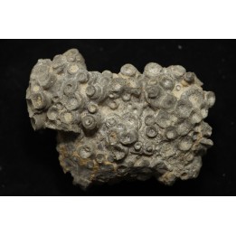 disphyllia wangi - Givetian - Ferques - 62