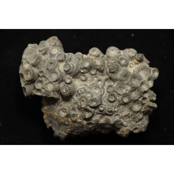 disphyllia wangi - Givetian - Ferques - 62