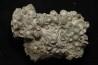 disphyllia wangi - Givetian - Ferques - 62