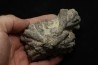 disphyllia wangi - Givetian - Ferques - 62