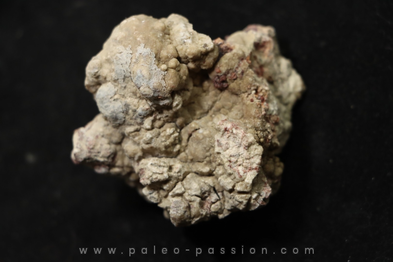 dinosaur coprolithe - jurassic - Morrison Formation - Wyoming, USA