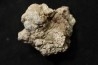 dinosaur coprolithe - jurassic - Morrison Formation - Wyoming, USA