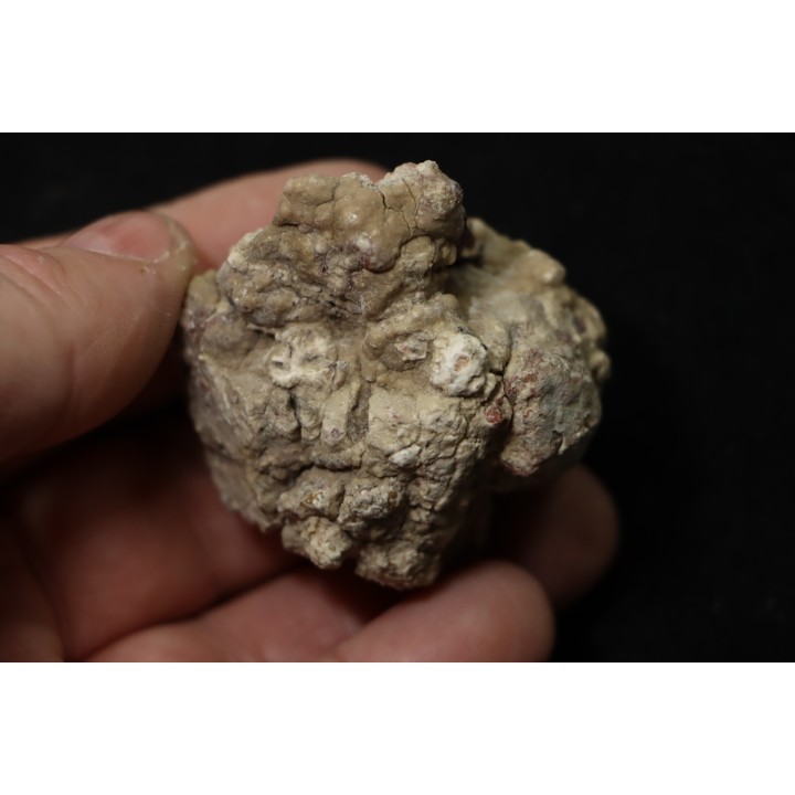 coprolithe de dinosaure - jurassique - Morrison Formation - Wyoming, USA