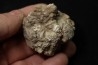 dinosaur coprolithe - jurassic - Morrison Formation - Wyoming, USA