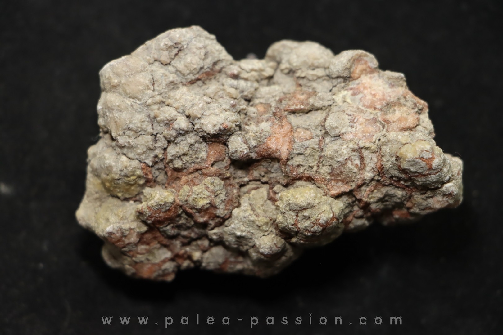 dinosaur coprolithe - jurassic - Morrison Formation - Wyoming, USA