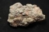 dinosaur coprolithe - jurassic - Morrison Formation - Wyoming, USA