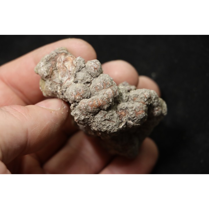 coprolithe de dinosaure - jurassique - Morrison Formation - Wyoming, USA