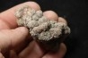 coprolithe de dinosaure - jurassique - Morrison Formation - Wyoming, USA