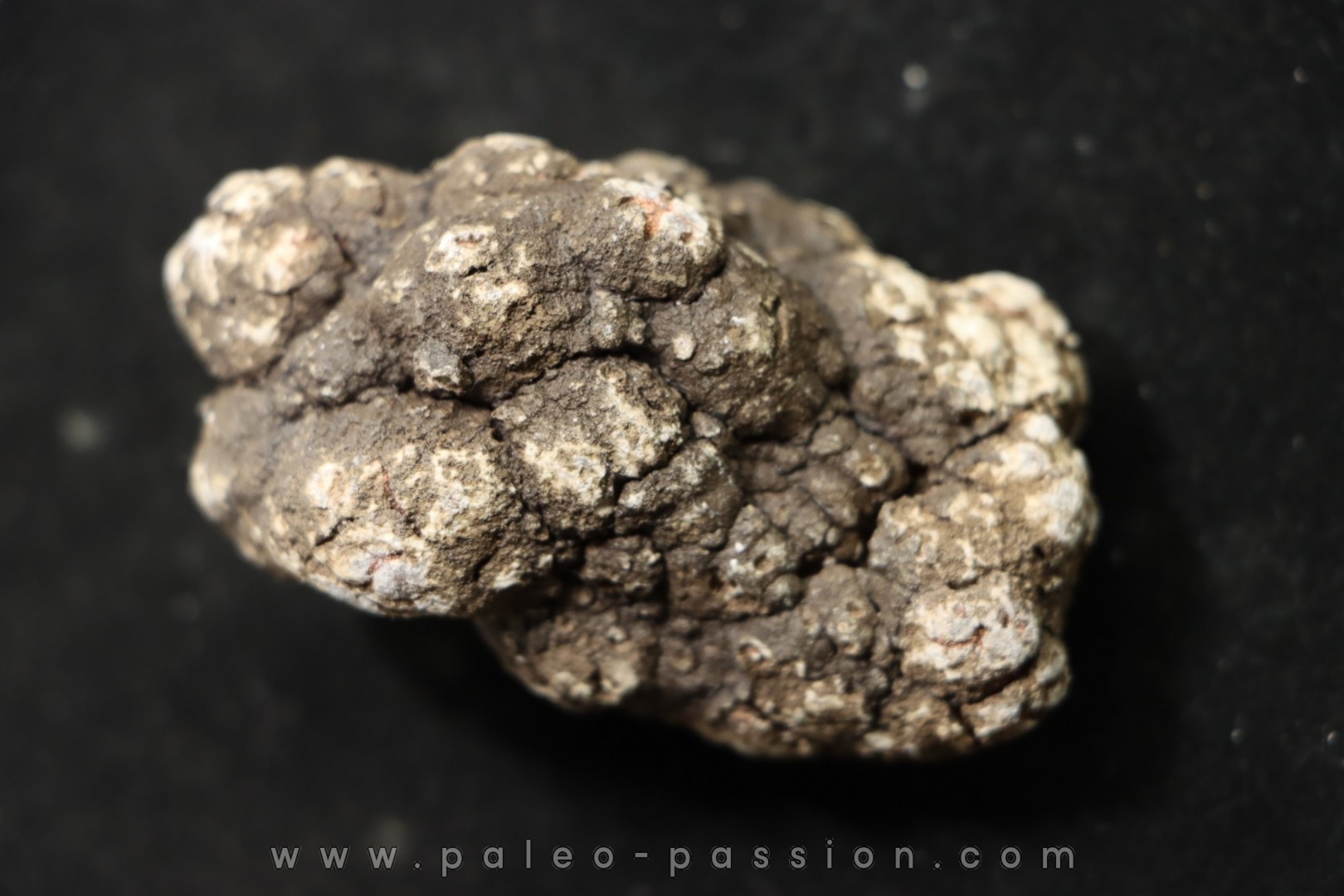 coprolithe de dinosaure - jurassique - Morrison Formation - Wyoming, USA
