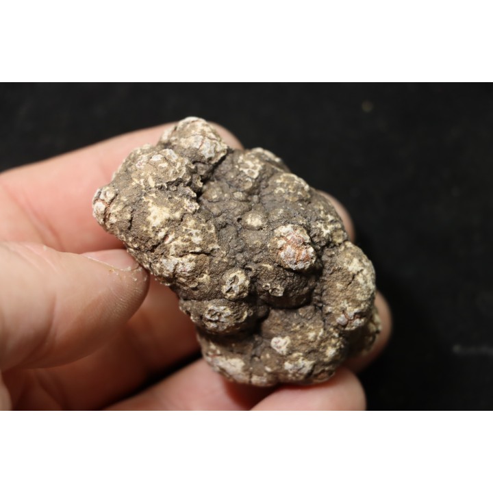 dinosaur coprolithe - jurassic - Morrison Formation - Wyoming, USA