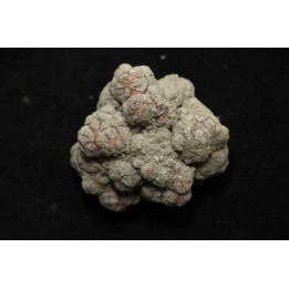 dinosaur coprolithe - jurassic - Morrison Formation - Wyoming, USA