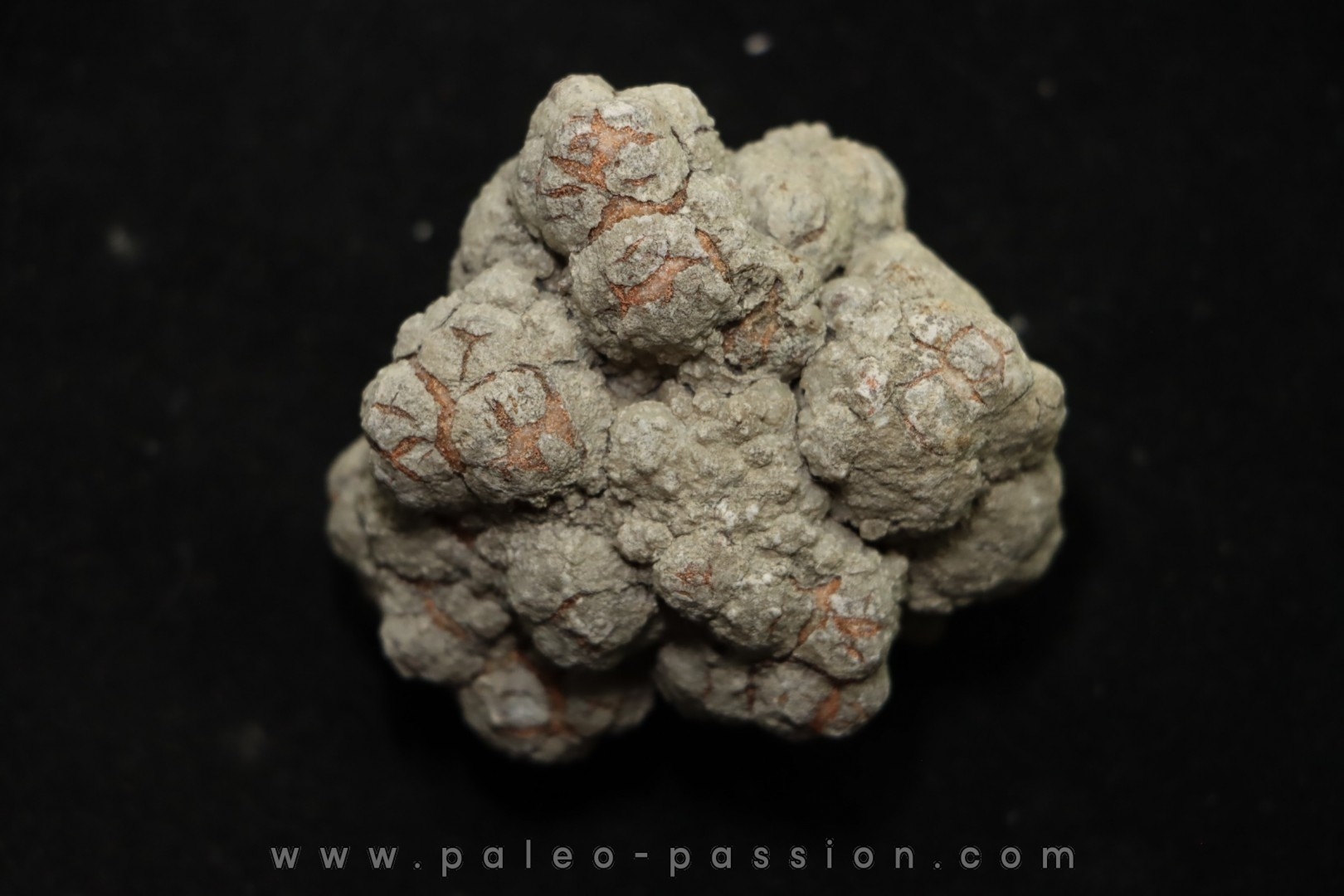 coprolithe de dinosaure - jurassique - Morrison Formation - Wyoming, USA