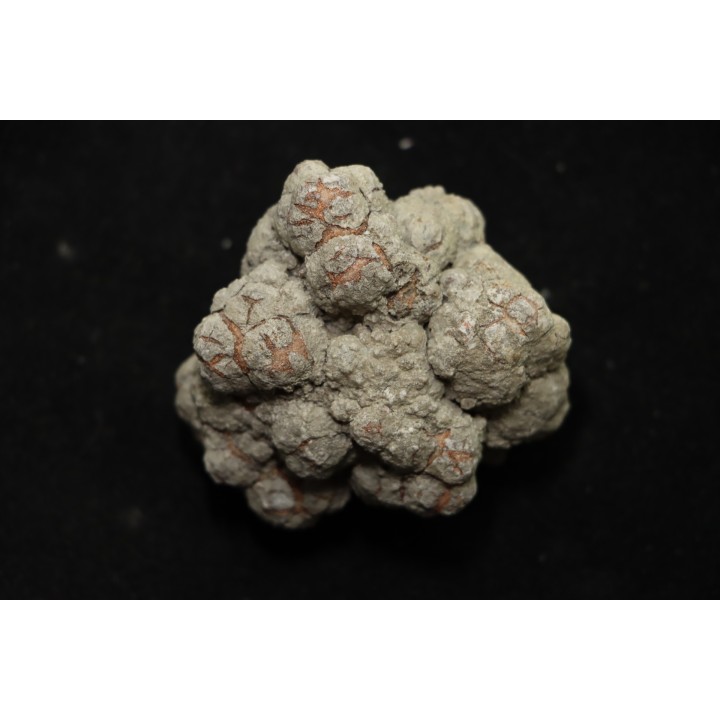 dinosaur coprolithe - jurassic - Morrison Formation - Wyoming, USA