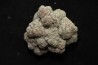 coprolithe de dinosaure - jurassique - Morrison Formation - Wyoming, USA