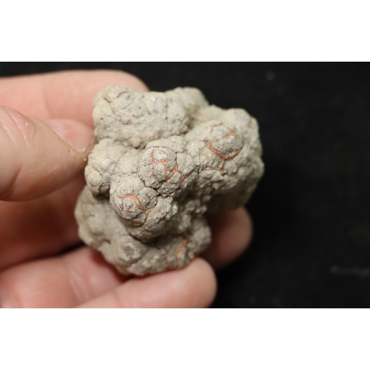 coprolithe de dinosaure - jurassique - Morrison Formation - Wyoming, USA